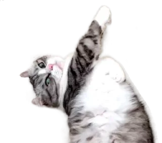 🐈