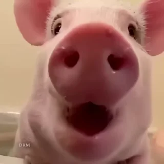 🐽