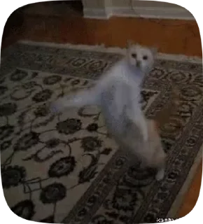 😺