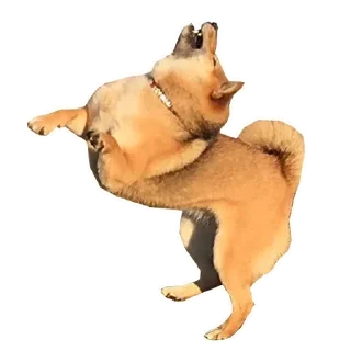 🐶