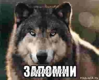 🐺