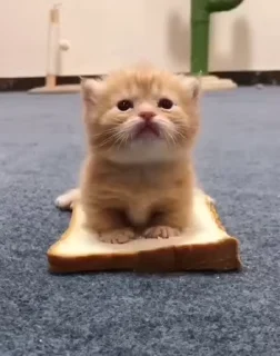 😻