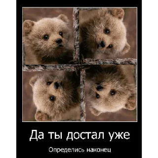 🐻