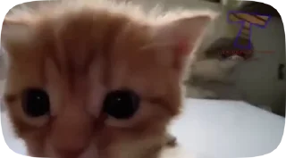 котята :: @fStikBot
