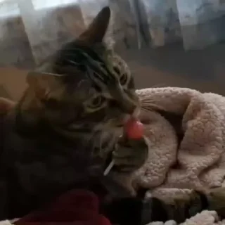 🐈