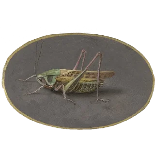🦗