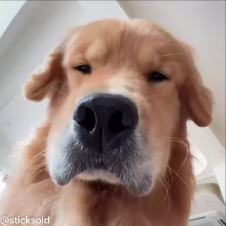 НАЖМИ СЮДА - @tinycatss