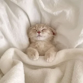 🐈