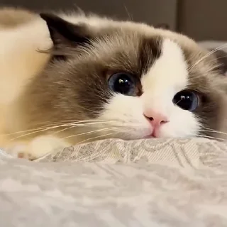 😻