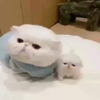🐱