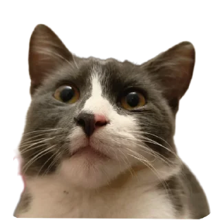 🐱
