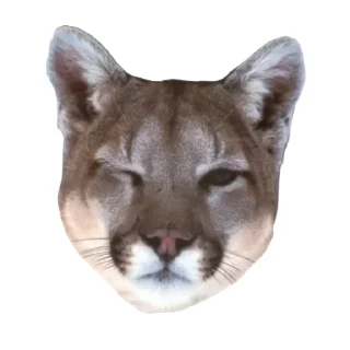 🐱