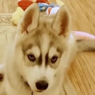 🌟