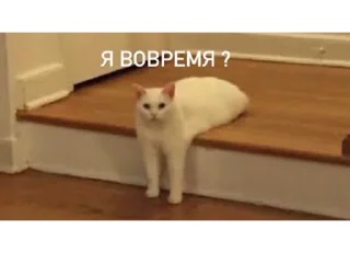 🧑‍🦯