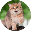 🐱