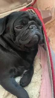 🤩