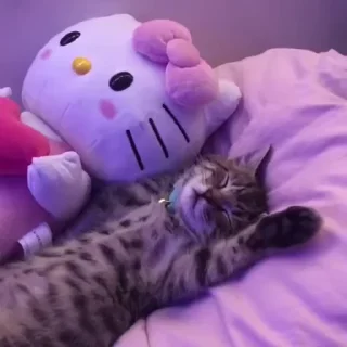 😻