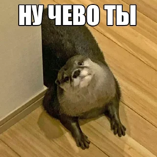 🥺
