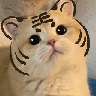 🐈