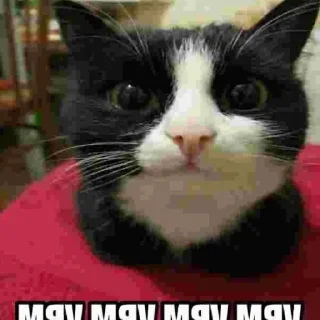 😼