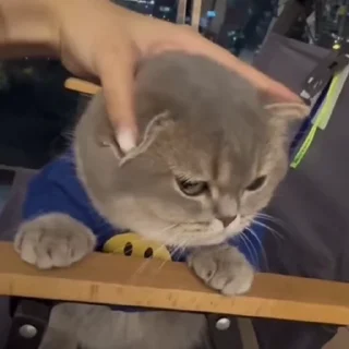 🤩