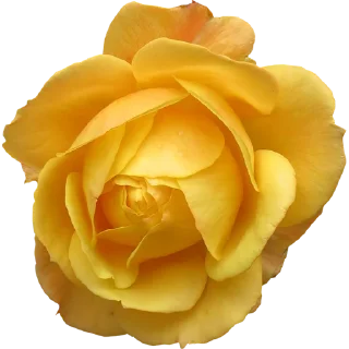 🌼