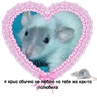 🐭