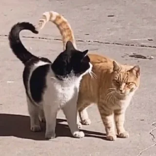 💗