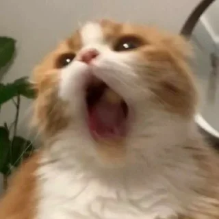 😱