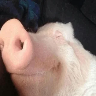 🐷