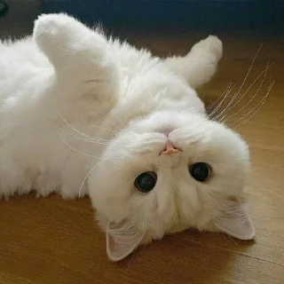 🐈