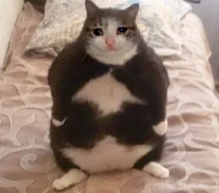 😿