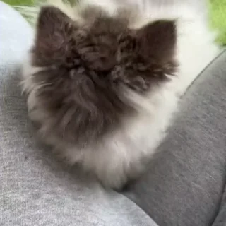 🐈
