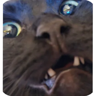 🐱