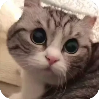 🤩
