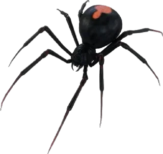 🕷️