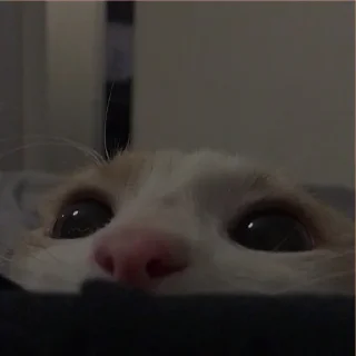 💗