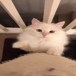 🐱