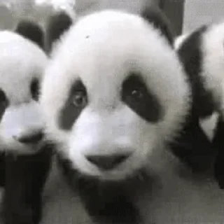 🐼