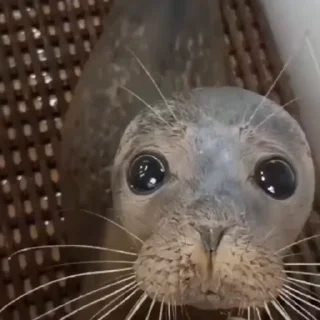 🦭