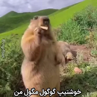 🦫