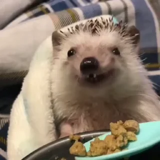 йожи | @hedgehogsru