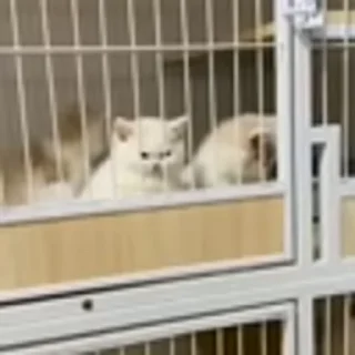 🐈‍⬛