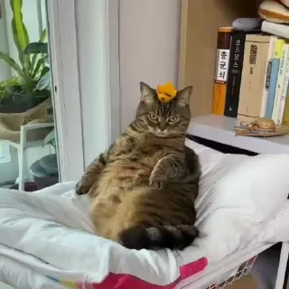 🐱