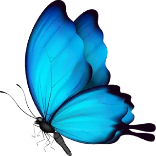 🦋