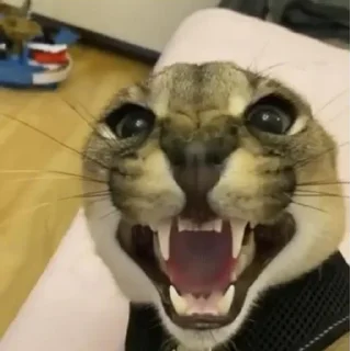 😡
