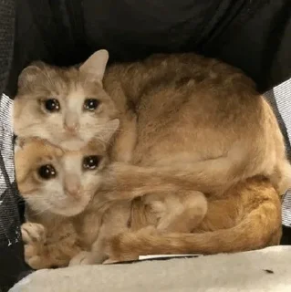 🥺
