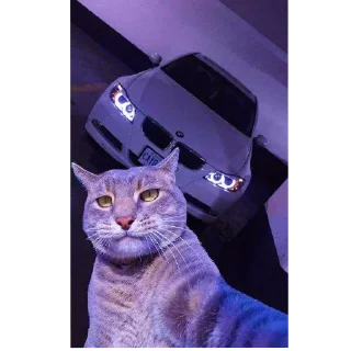 🐱