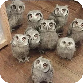 🦉