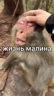 🍓